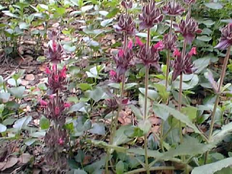 [salvia+spathacea.jpg]