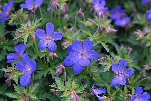 [Geranium+'Johnson's+Blue'.jpg]