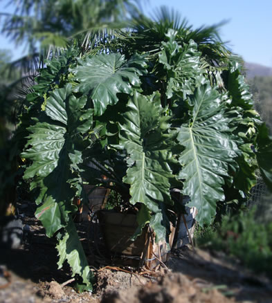 [philodendron_evansii.jpg]
