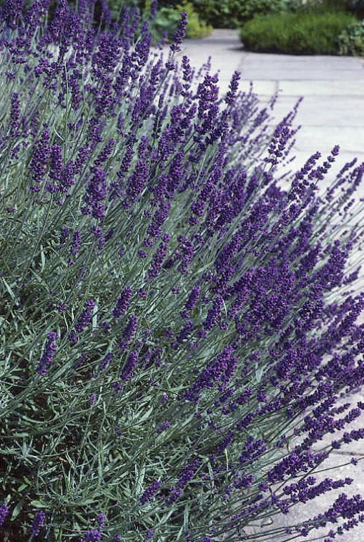 [lavandula+angustifolia+hidcote.JPG]