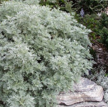 [artemisia+powis+castle.jpg]