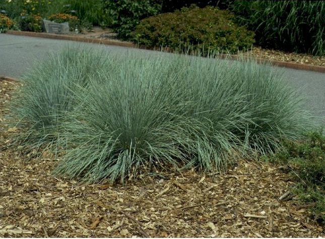 [Helictotrichon+sempervirens.JPG]
