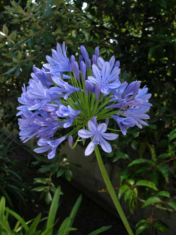 [Agapanthus+orientalis.jpg]