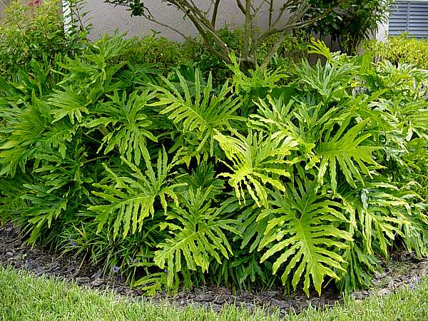 [Philodendron+selloum.jpg]