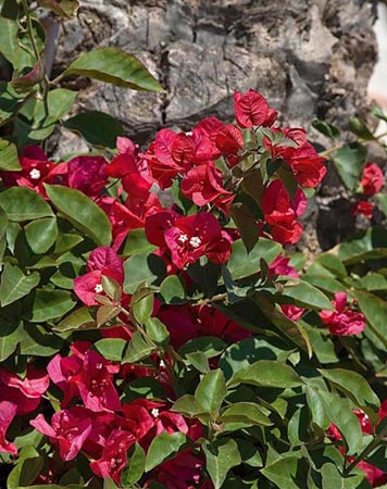 [Bougainvillea+San+Diego+Red.jpg]