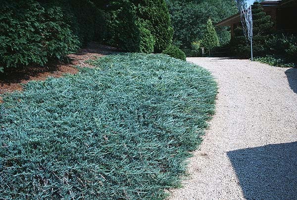 [Juniperus+Blue+Chip.jpg]