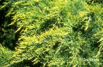 [Juniperus+Old+Gold+3'.jpg]