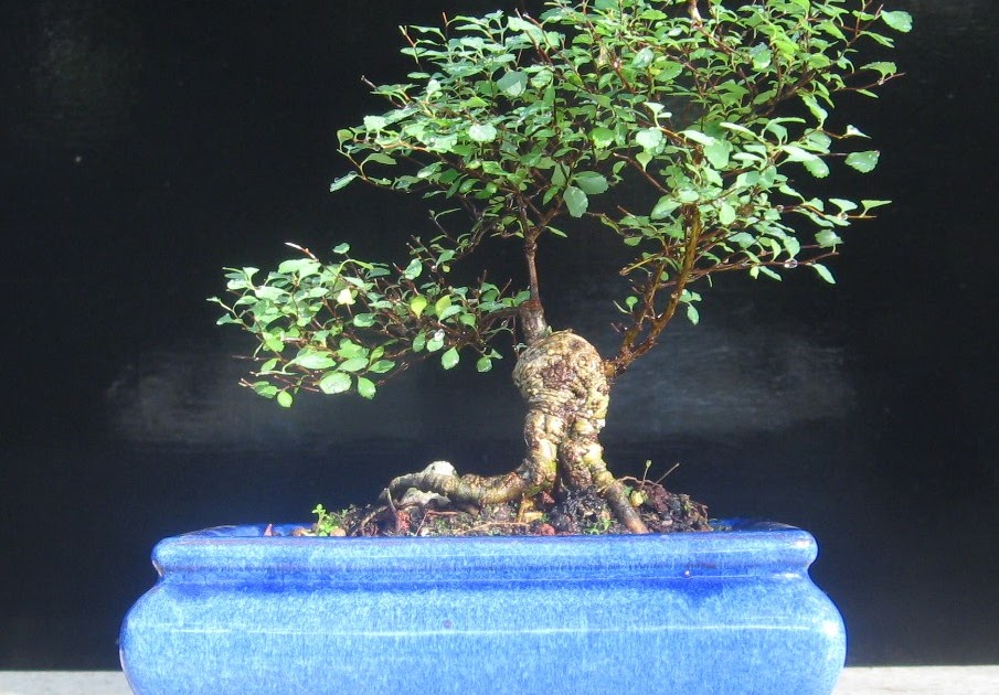Stello Blog A Little Bit Of Gardening
