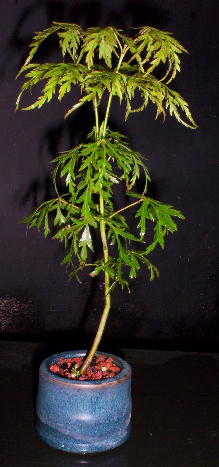 Bonsai Beginnings Starting Bonsai Trees from Seeds