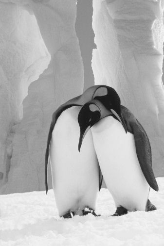 [pinguinos.jpg]