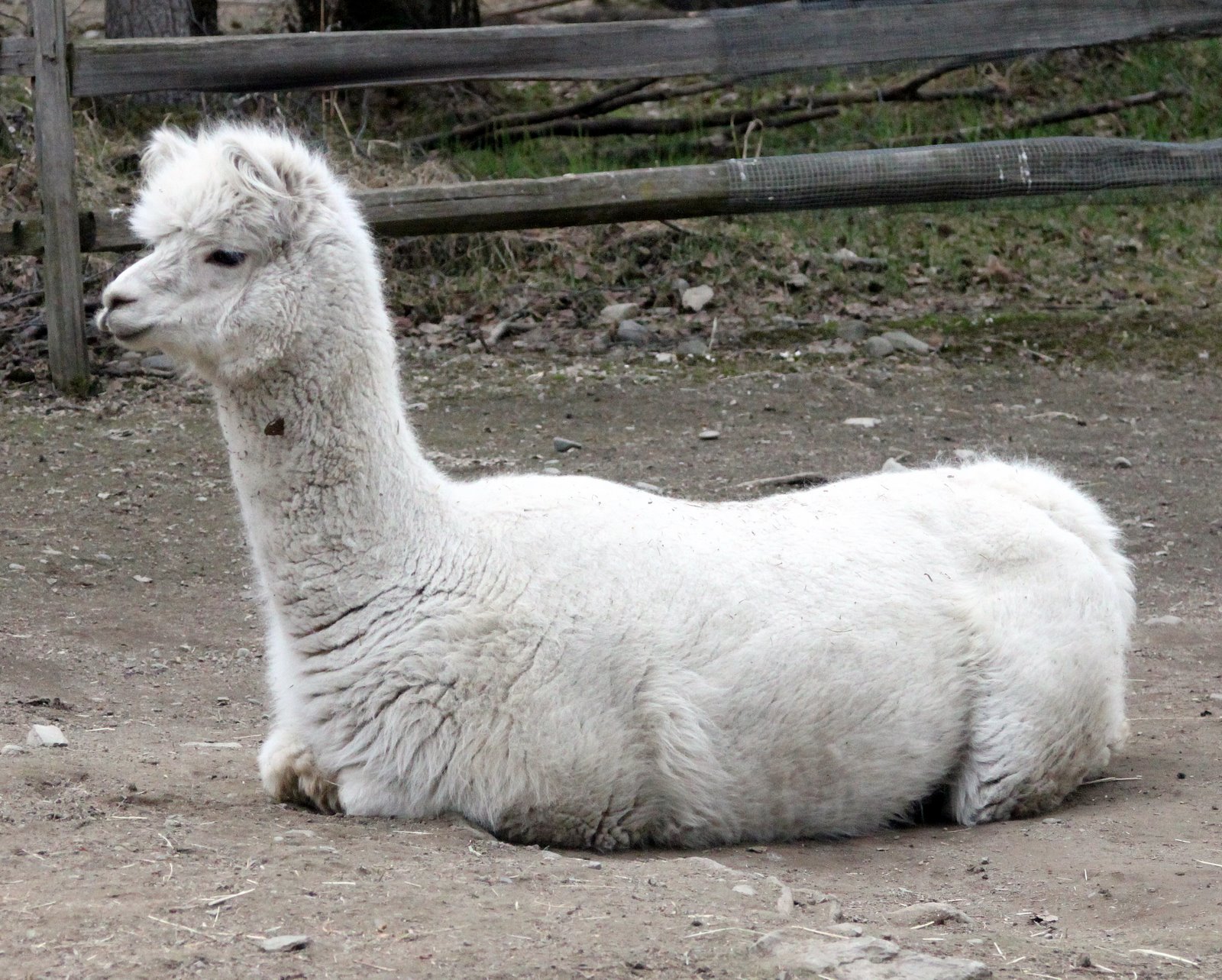 alaska zoo