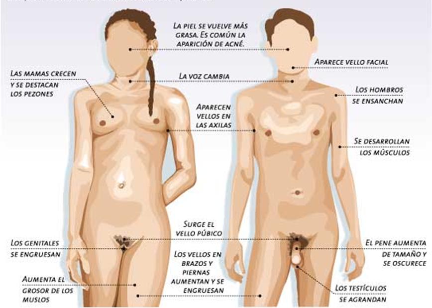 CARACTERISTICA COMUN BIOLOGICO FISICA PSICOLOGICA HOMBRE MUJER caracteristica comun biologico fisica psicologica hombre mujer:
