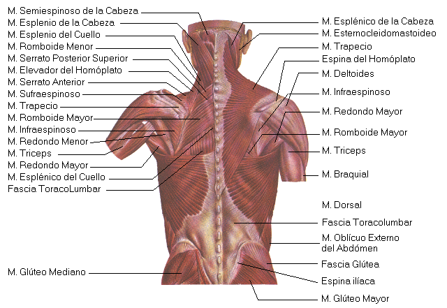 La osteocondrosis spondiloartroz de la columna vertebral