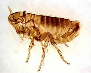 Can+people+get+fleas