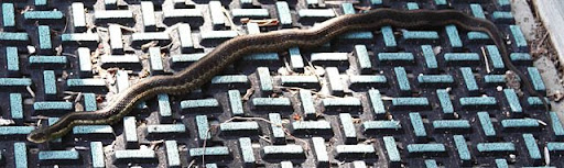Garter Snake (Thamnophis) Garter Snake (Thamnophis)