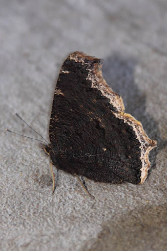 Mourning Cloak (Nymphalis antiopa) Mourning Cloak (Nymphalis antiopa)
