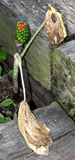 Jack-in-the-pulpit (Arisaema triphyllum) Jack-in-the-pulpit (Arisaema triphyllum)