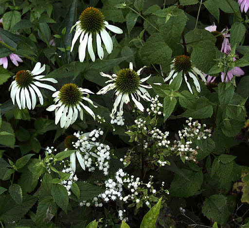 White coneflower(Echinacea purpurea 'White Swan') and White snakeroot (Eupatorium rugosum) White coneflower(Echinacea purpurea 'White Swan') and White snakeroot (Eupatorium rugosum)