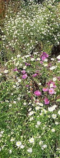 White aster (A. ericodes) White aster (A. ericodes)