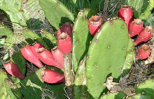 prickly pear cactus (Opuntia macroorhiza) prickly pear cactus (Opuntia macroorhiza)