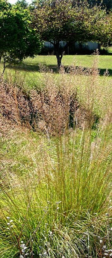 prairie dropseed (Sporobolus heterolepis) prairie dropseed (Sporobolus heterolepis)