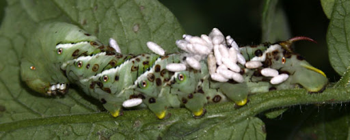 Tomato hornworm (Manduca quinquemaculata) Tomato hornworm (Manduca quinquemaculata)