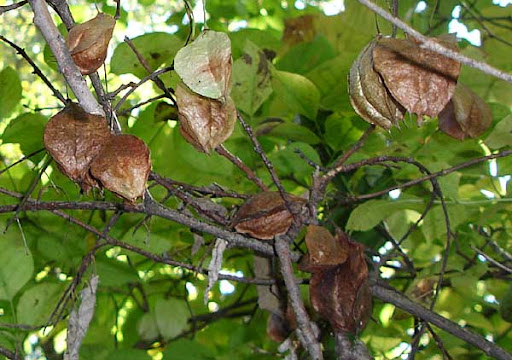 American Bladdernut (Staphylea trifoliata)