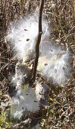 Milkweed Milkweed