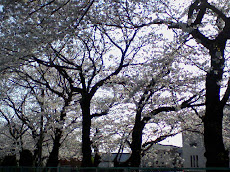 満開の桜