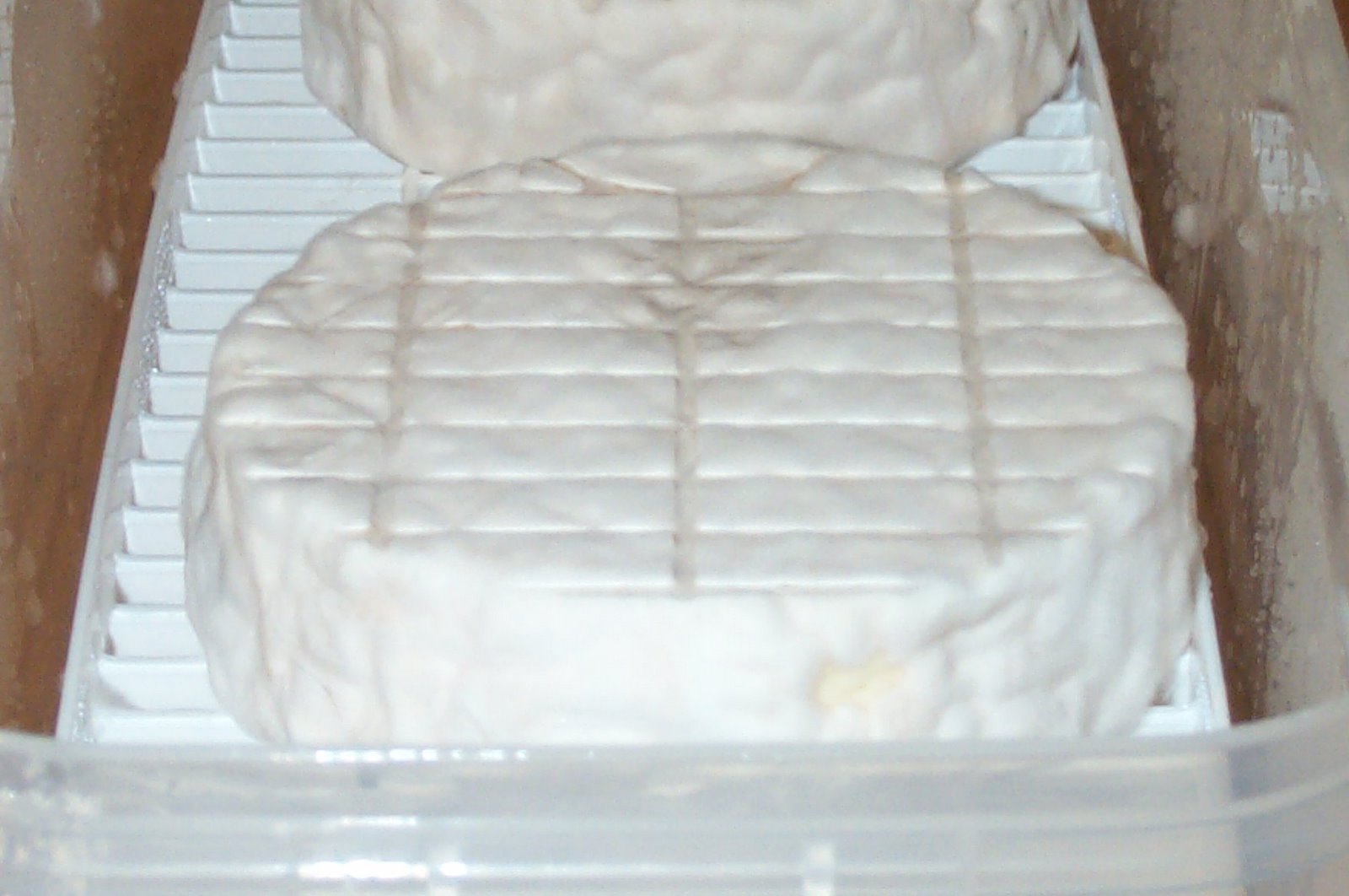 [Cheese+update+007.jpg]