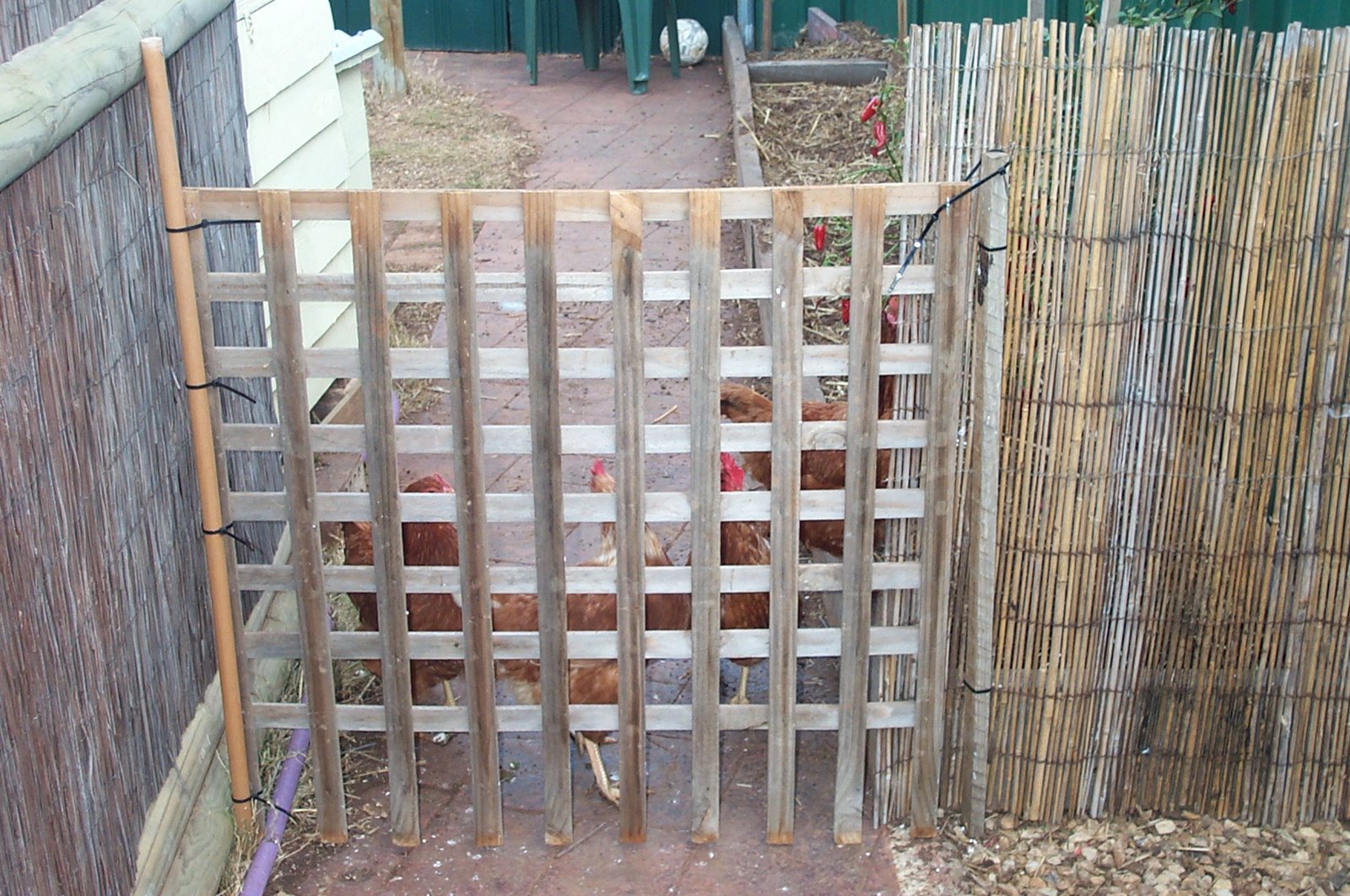 [Chook+House+Renovations+001.jpg]