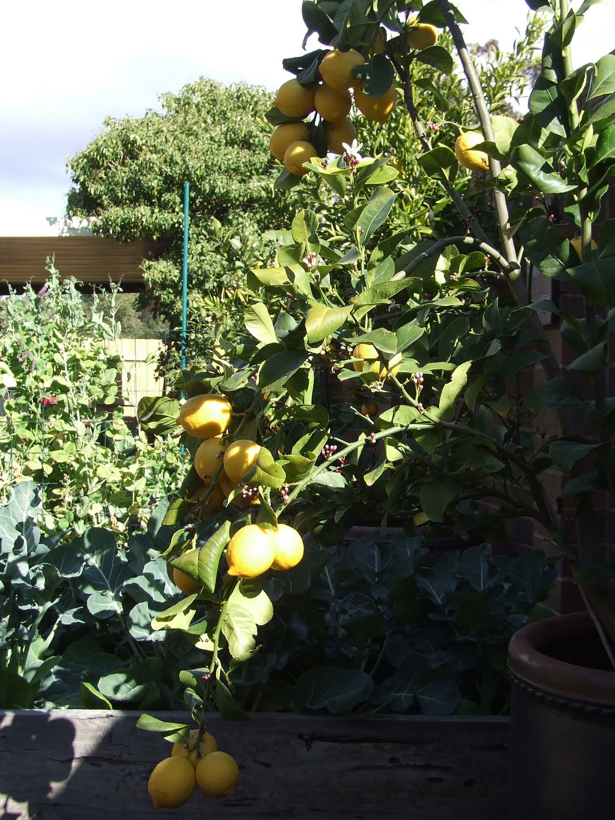 [Veggie+Patch+Aug+09+024.jpg]