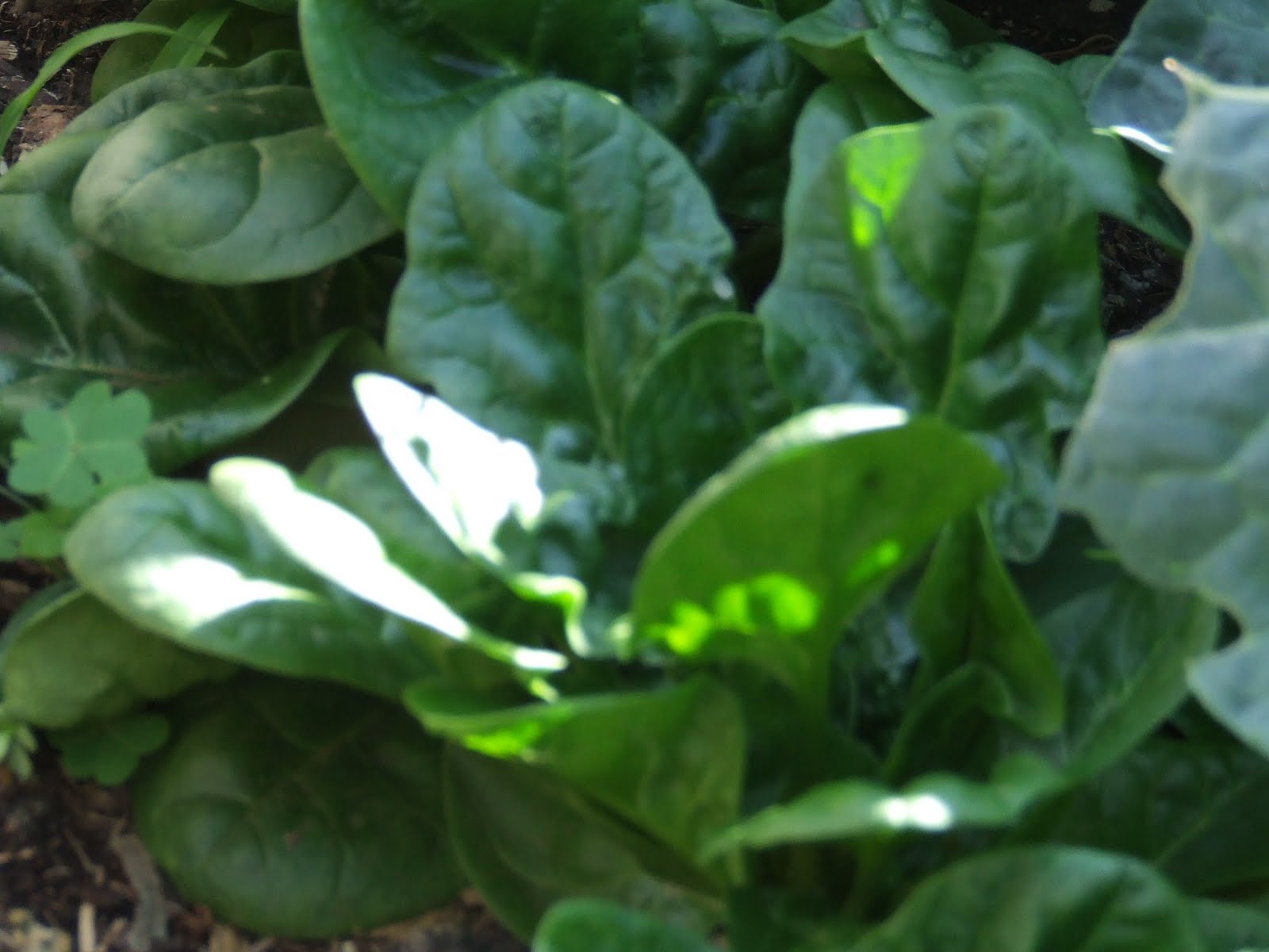 [Veggie+Patch+Aug+09+008.jpg]