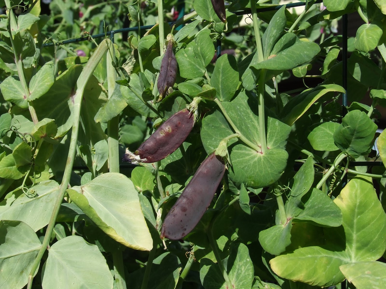 [Veggie+Patch+Aug+09+014.jpg]