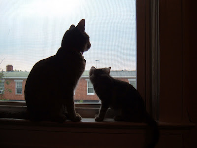Rocky and Sega at the window
