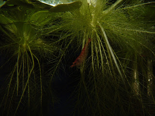 DSCF0110.JPG