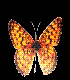[MARIPOSA.GIF]