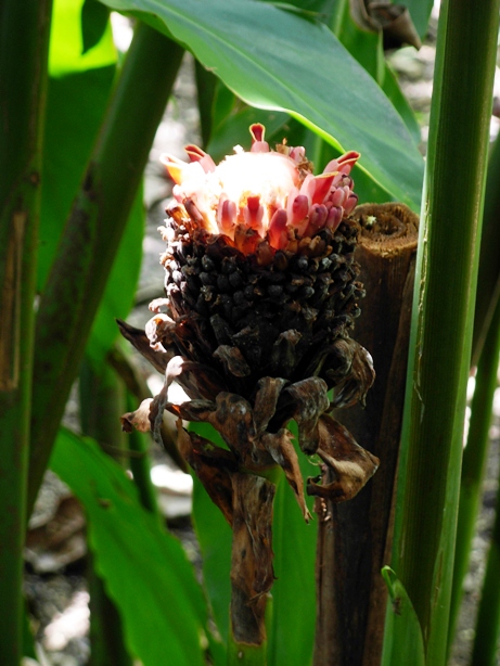 [Weirder+flower.JPG]