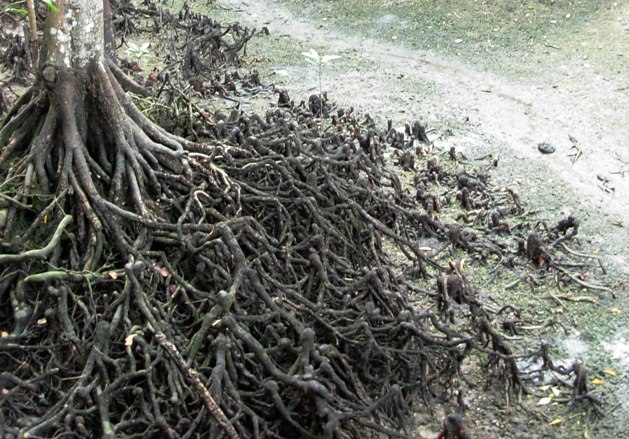 [Mangrove+roots+01.JPG]