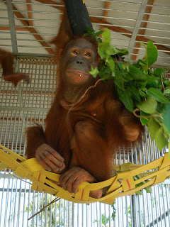 Mona the orangutan