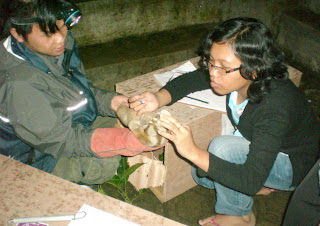 Slow loris being prepared for release