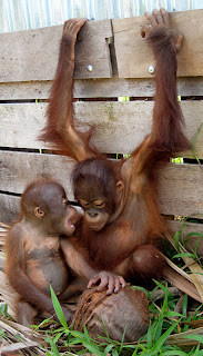 Karmila and Sigit