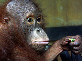 Patrick the orangutan
