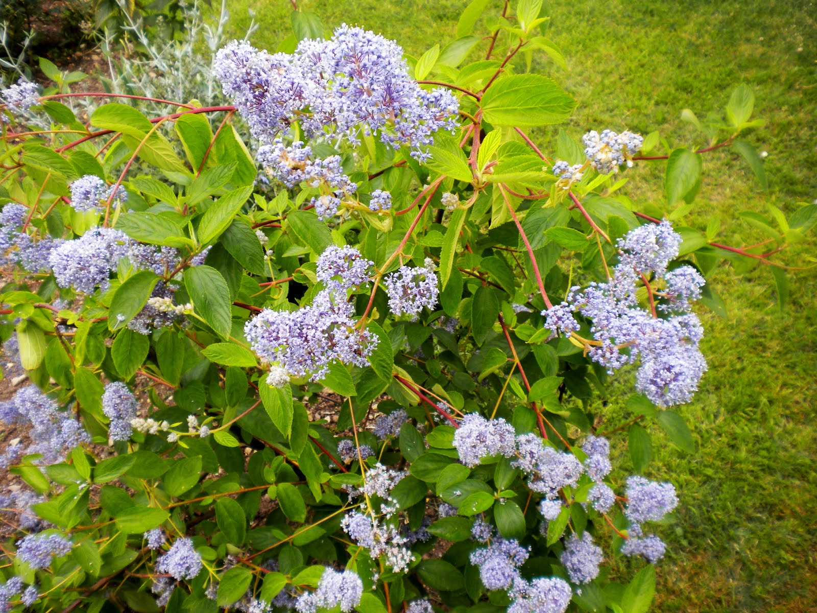 .: Arbustos de flor azul.