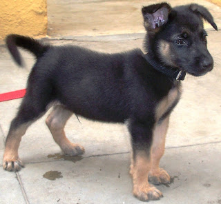 8 week german shepherd puppies 4 week german shepherd puppies 8 week german shepherd puppies 4 week german shepherd puppies