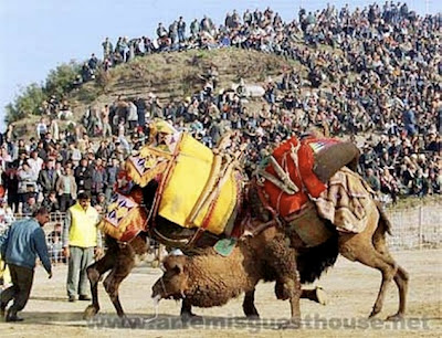 Camel Wrestling