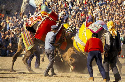 Camel Wrestling