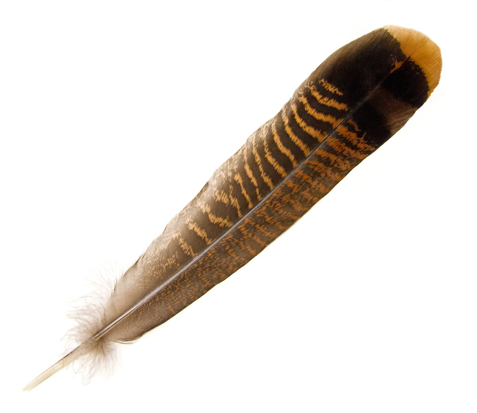 Conservation Conversations: A Feather in the Circle