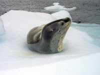 Krabeter zeehond - Crabeater seal