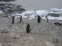 Gentoo Pinguïns